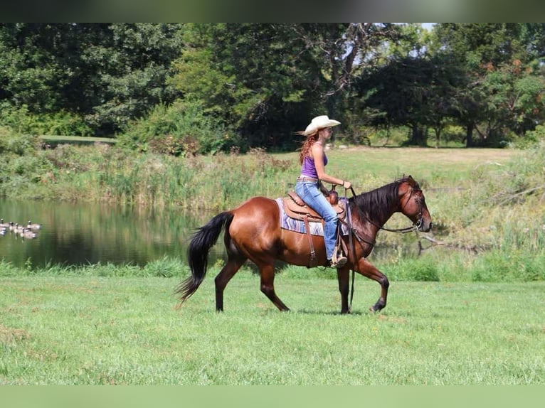 Quarter horse américain Hongre 14 Ans 152 cm Bai cerise in Howell