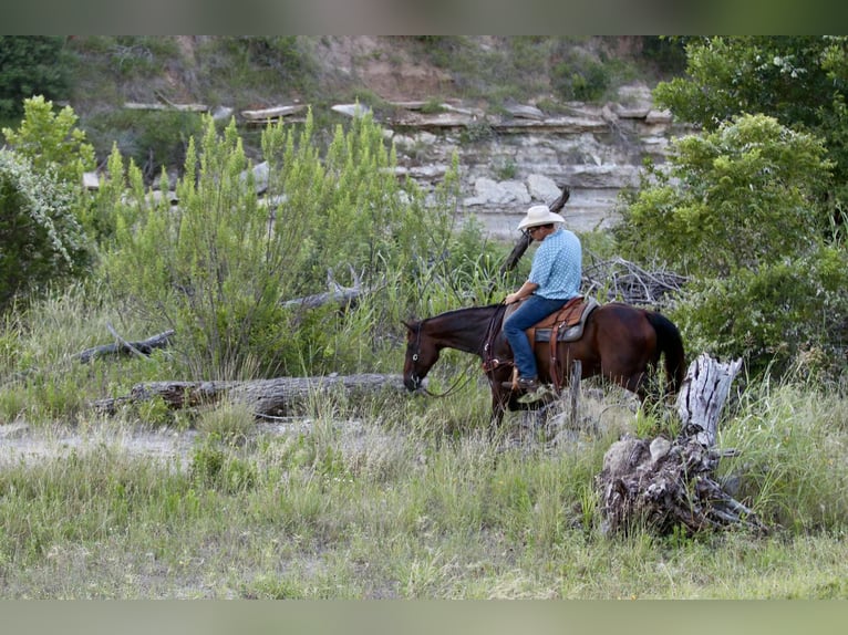Quarter horse américain Hongre 14 Ans 152 cm Bai cerise in Lipan TX