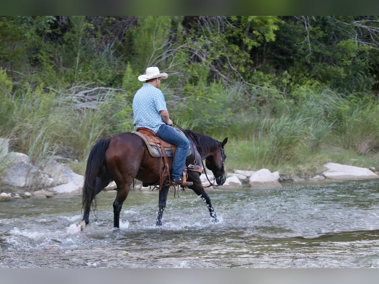 Quarter horse américain Hongre 14 Ans 152 cm Bai cerise in Lipan TX
