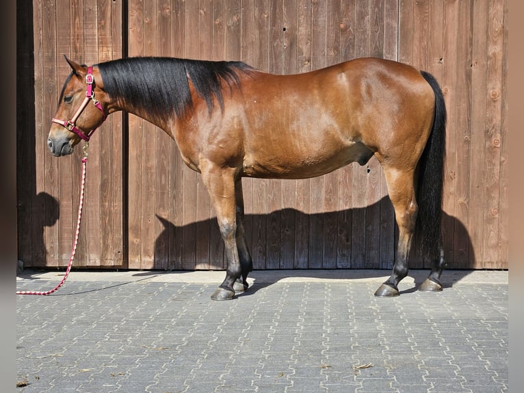 Quarter horse américain Hongre 14 Ans 152 cm Bai clair in Bottrop