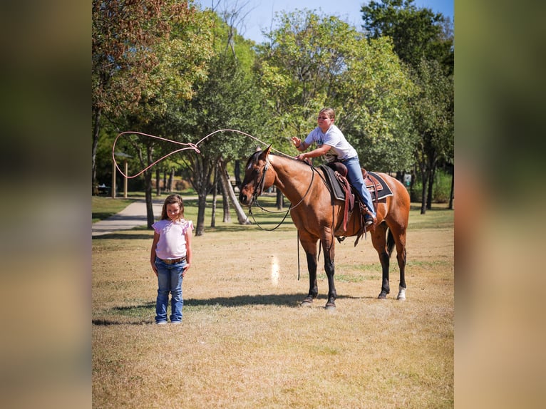 Quarter horse américain Hongre 14 Ans 152 cm Buckskin in Forney