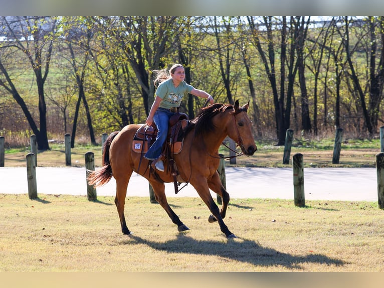 Quarter horse américain Hongre 14 Ans 152 cm Buckskin in Forney