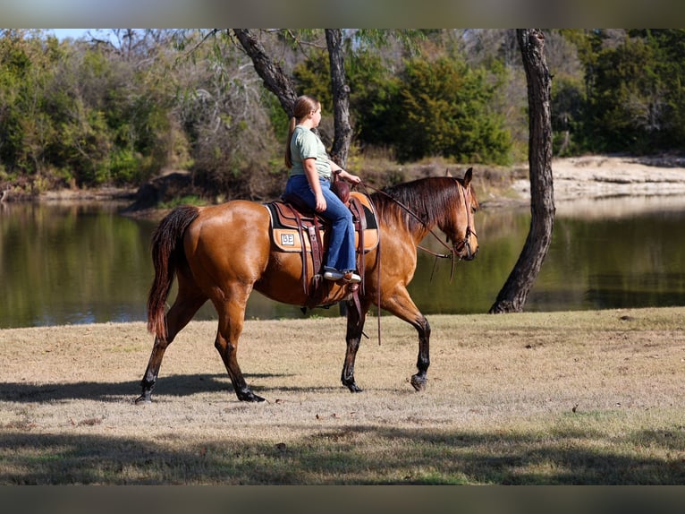 Quarter horse américain Hongre 14 Ans 152 cm Buckskin in Forney