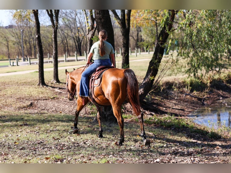 Quarter horse américain Hongre 14 Ans 152 cm Buckskin in Forney