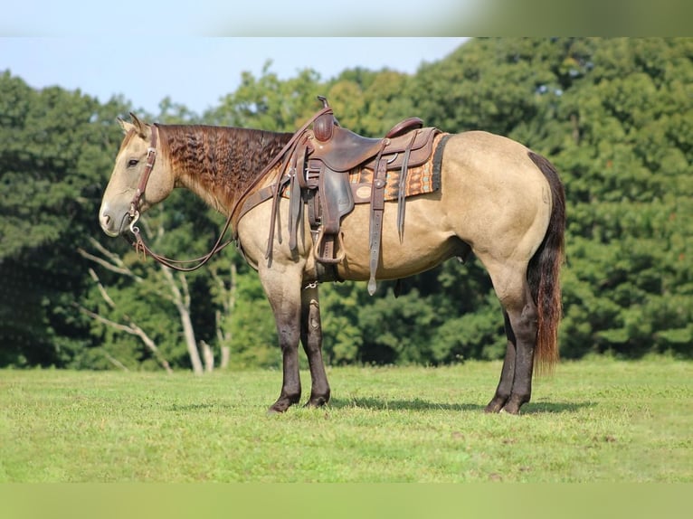 Quarter horse américain Hongre 14 Ans 152 cm Buckskin in Clarion, PA