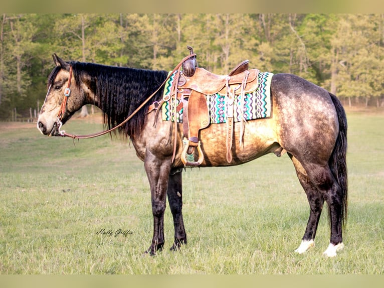Quarter horse américain Hongre 14 Ans 152 cm Buckskin in Greenville, KY