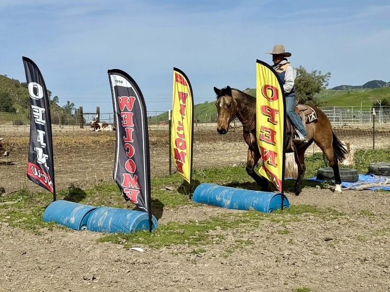 Quarter horse américain Hongre 14 Ans 152 cm Buckskin in Tres Pinos