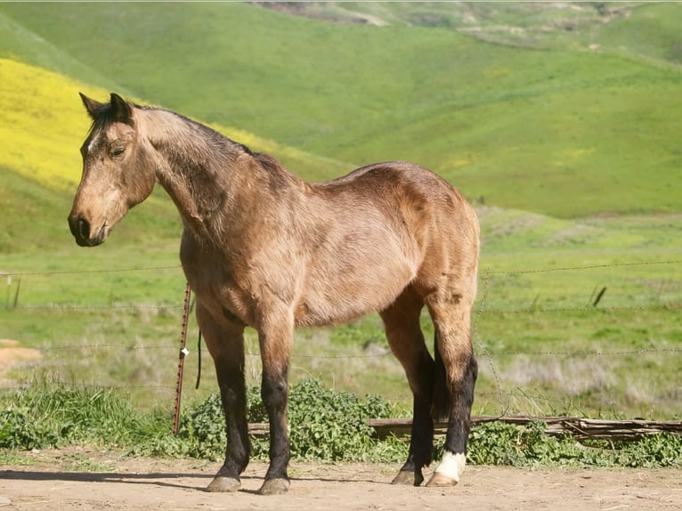 Quarter horse américain Hongre 14 Ans 152 cm Buckskin in Tres Pinos