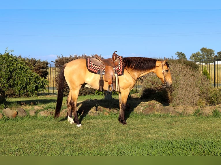 Quarter horse américain Hongre 14 Ans 152 cm Buckskin in Pleasant Grove GA