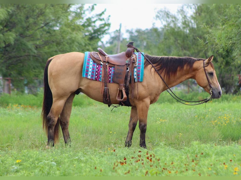 Quarter horse américain Hongre 14 Ans 152 cm Buckskin in Stephenville TX