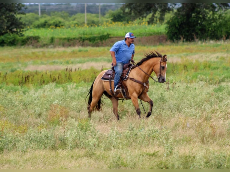 Quarter horse américain Hongre 14 Ans 152 cm Buckskin in Stephenville TX