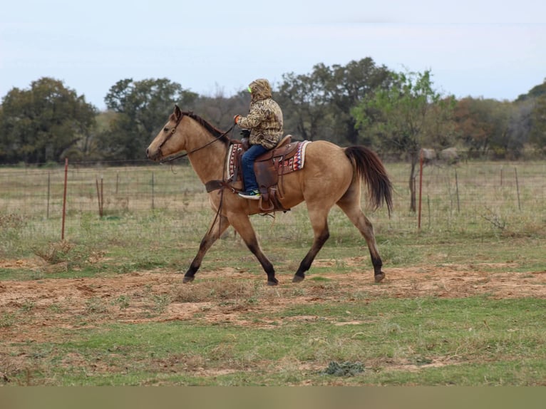 Quarter horse américain Hongre 14 Ans 152 cm Buckskin in Stephenville TX