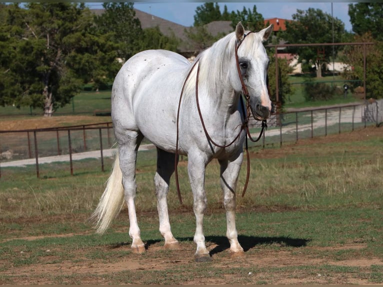 Quarter horse américain Hongre 14 Ans 152 cm Gris in Cleburne TX