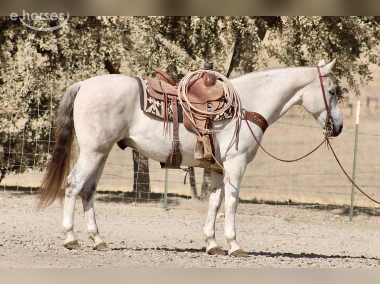 Quarter horse américain Hongre 14 Ans 152 cm Gris in Tres Pinos