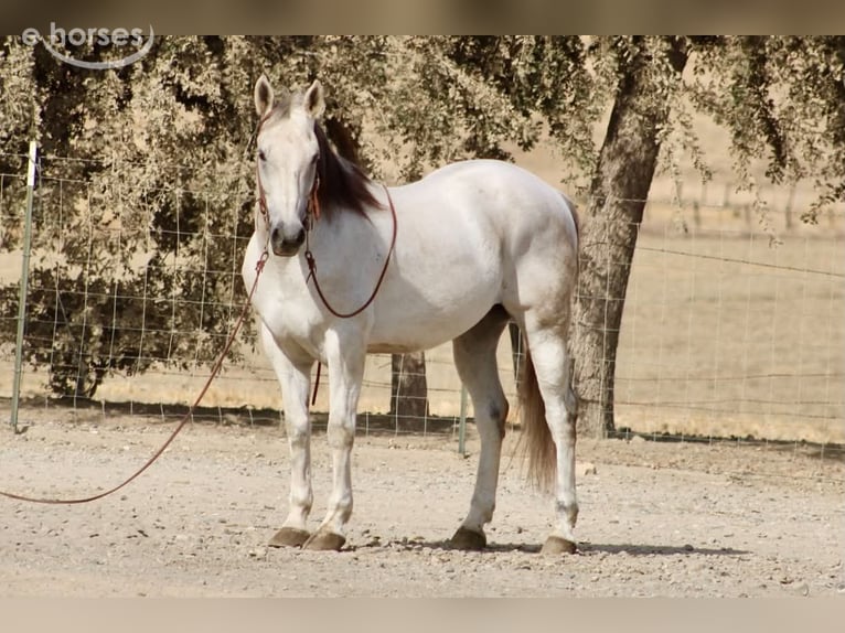 Quarter horse américain Hongre 14 Ans 152 cm Gris in Tres Pinos