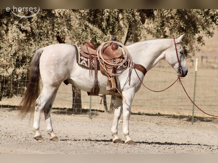 Quarter horse américain Hongre 14 Ans 152 cm Gris in Tres Pinos