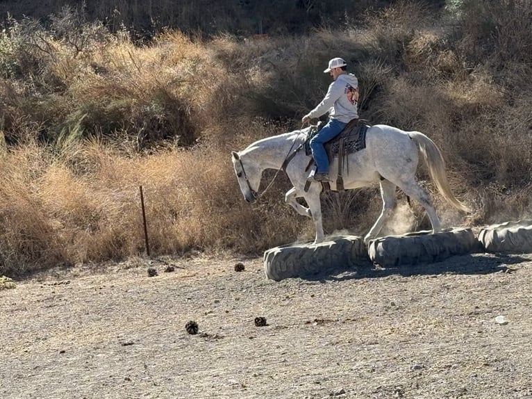 Quarter horse américain Hongre 14 Ans 152 cm Gris in Paicines CA