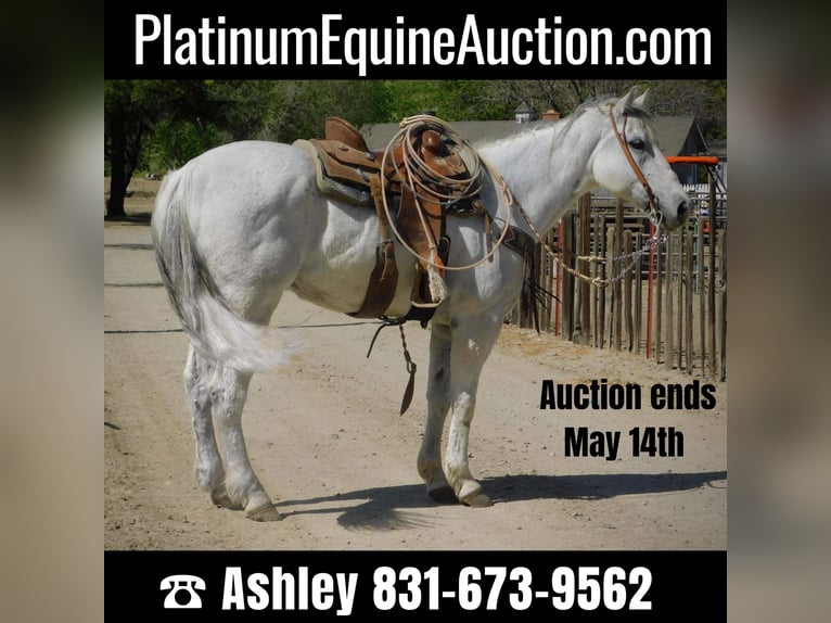 Quarter horse américain Hongre 14 Ans 152 cm Gris in Paicines CA