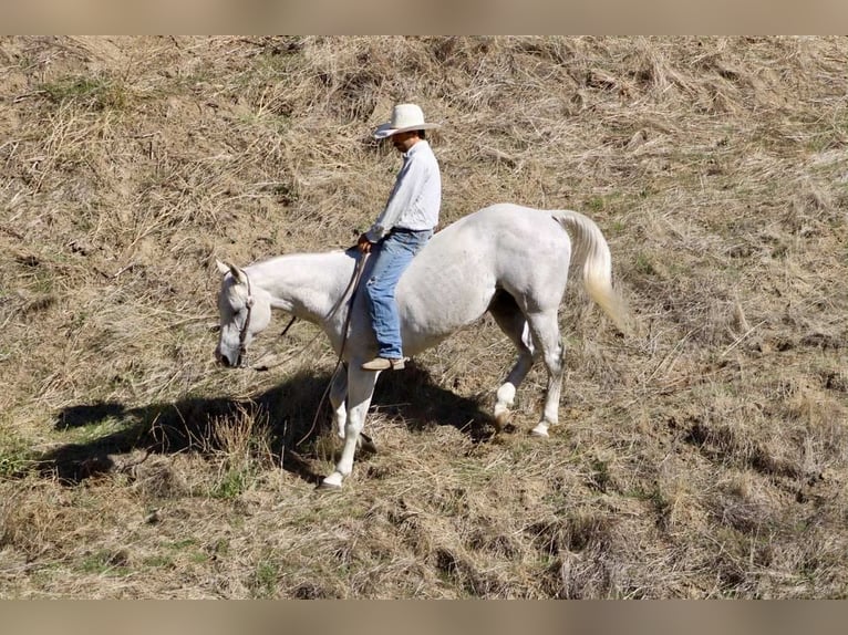 Quarter horse américain Hongre 14 Ans 152 cm Gris in Paicines CA