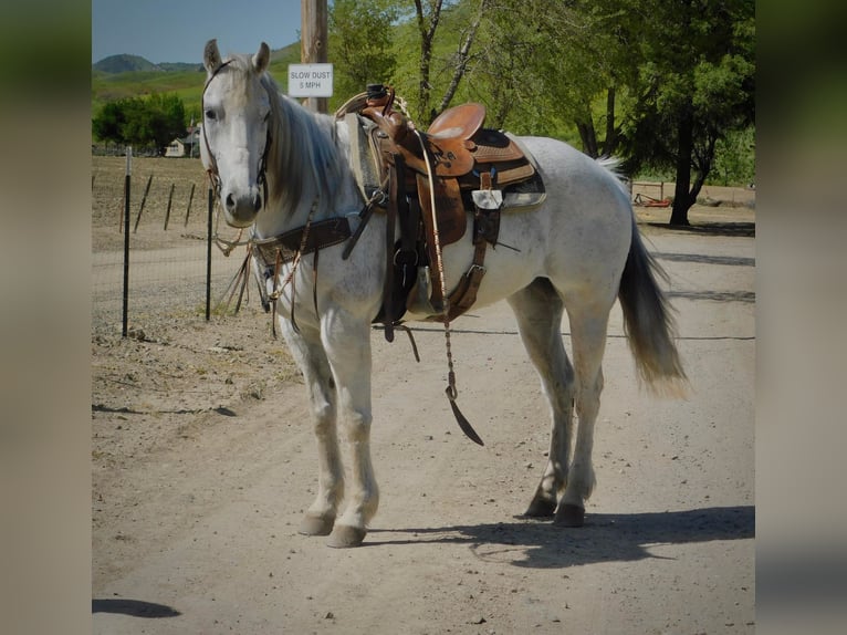 Quarter horse américain Hongre 14 Ans 152 cm Gris in Paicines CA
