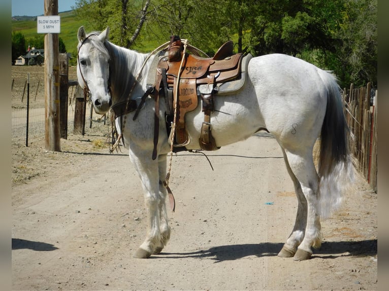 Quarter horse américain Hongre 14 Ans 152 cm Gris in Paicines CA