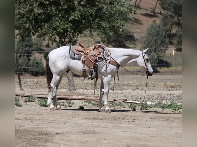 Quarter horse américain Hongre 14 Ans 152 cm Gris in Paicines CA