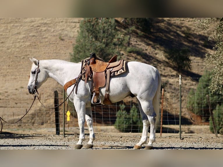 Quarter horse américain Hongre 14 Ans 152 cm Gris in Paicines CA