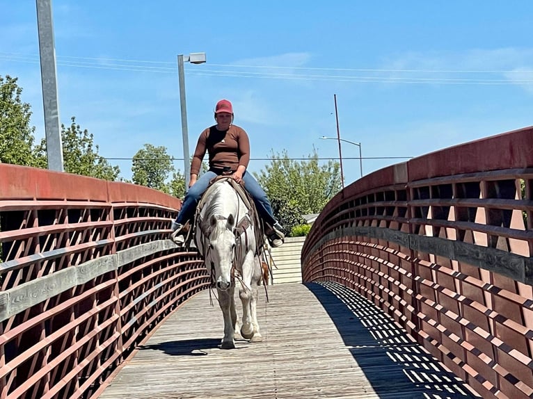 Quarter horse américain Hongre 14 Ans 152 cm Gris in Paicines CA