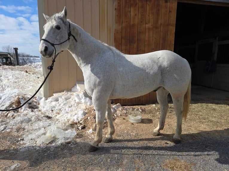 Quarter horse américain Hongre 14 Ans 152 cm Gris in Ringgold