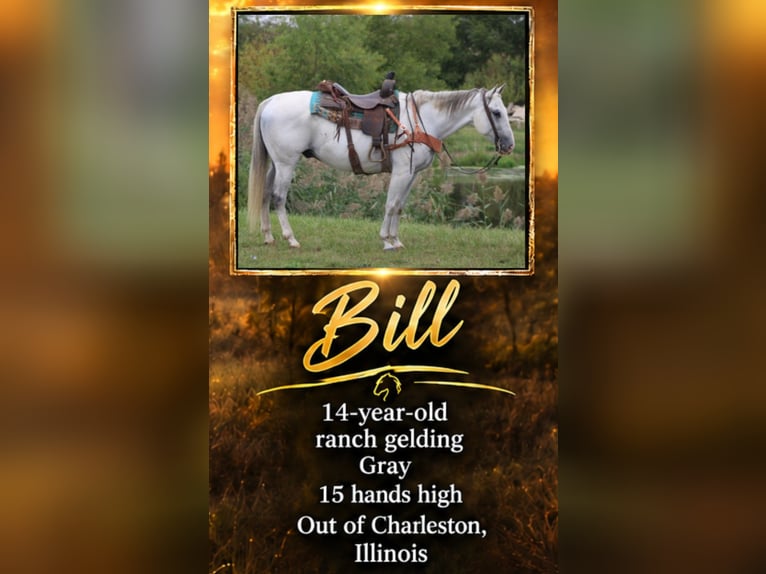 Quarter horse américain Hongre 14 Ans 152 cm Gris in Charleston