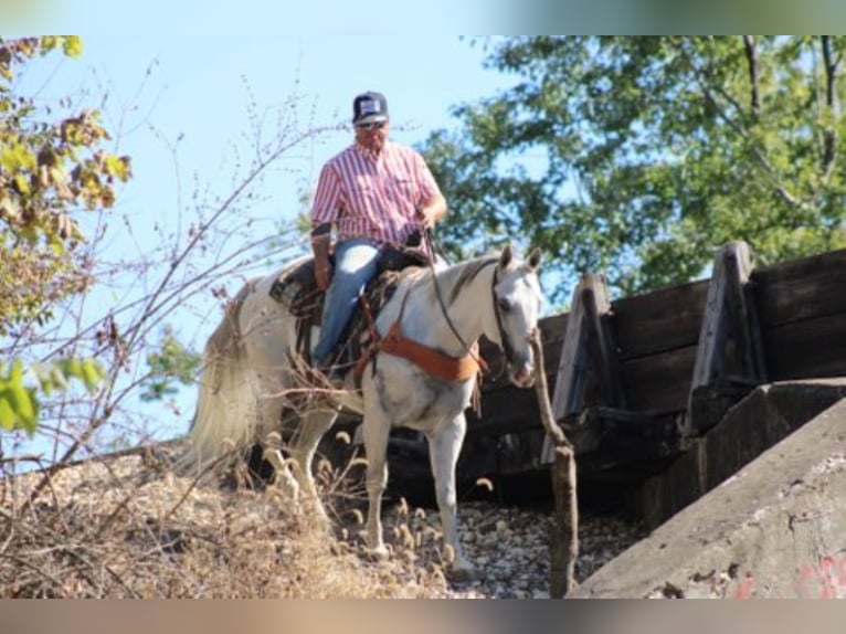 Quarter horse américain Hongre 14 Ans 152 cm Gris in Charleston