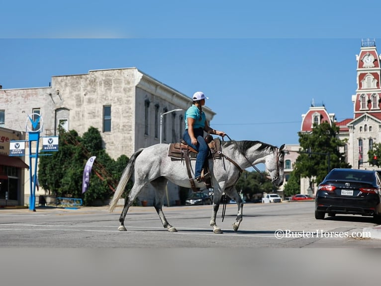 Quarter horse américain Hongre 14 Ans 152 cm Gris in Weatherford TX