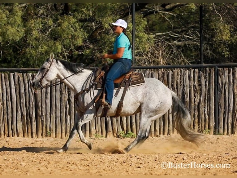 Quarter horse américain Hongre 14 Ans 152 cm Gris in Weatherford TX