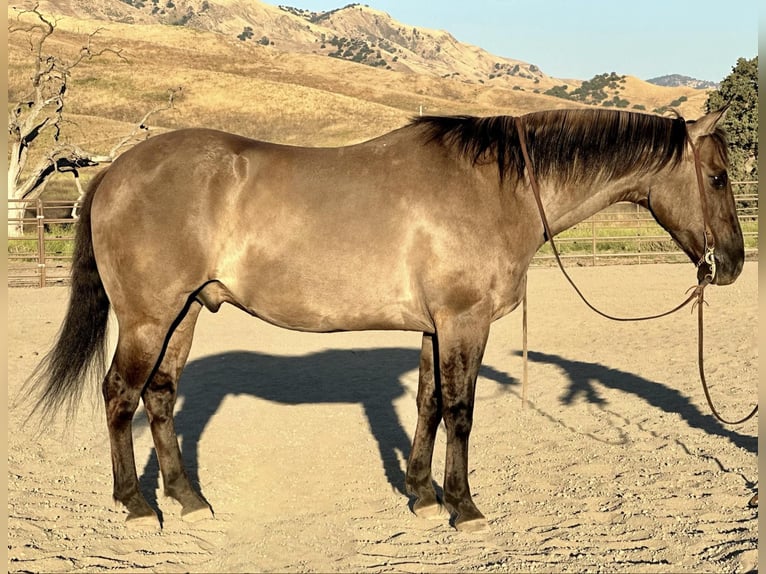 Quarter horse américain Hongre 14 Ans 152 cm Grullo in BITTERWATER, CA
