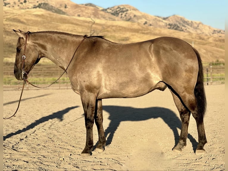 Quarter horse américain Hongre 14 Ans 152 cm Grullo in BITTERWATER, CA