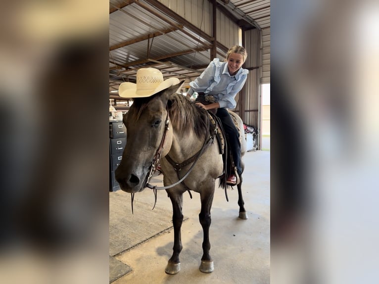 Quarter horse américain Hongre 14 Ans 152 cm Grullo in Lipan