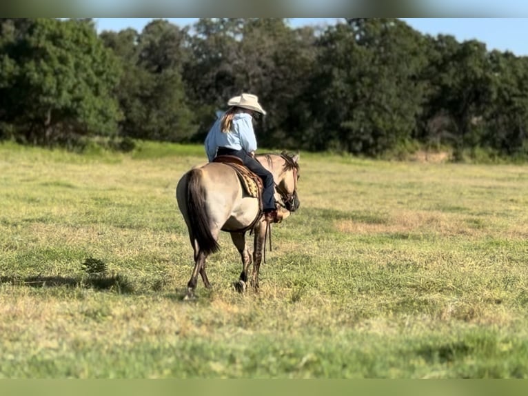 Quarter horse américain Hongre 14 Ans 152 cm Grullo in Lipan