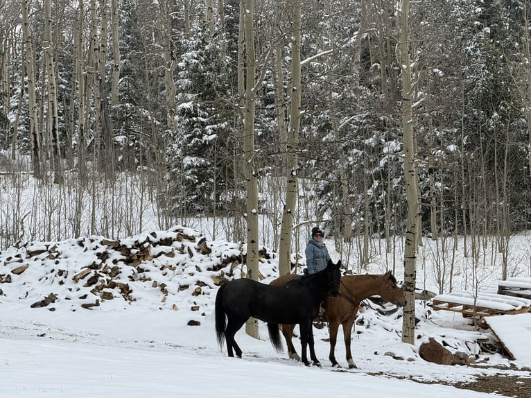 Quarter horse américain Hongre 14 Ans 152 cm Isabelle in Weston