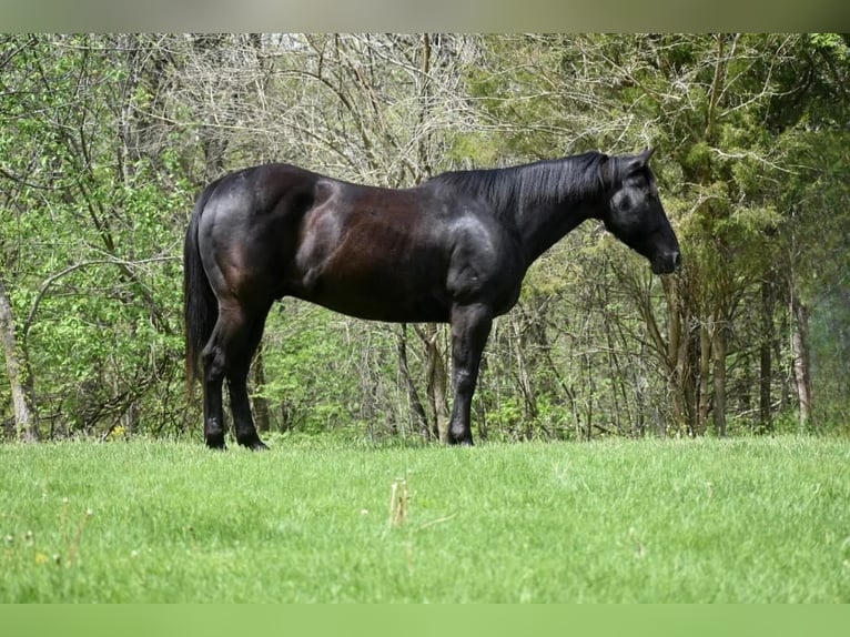 Quarter horse américain Hongre 14 Ans 152 cm Noir in lIBSON ia
