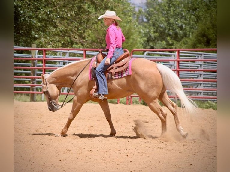 Quarter horse américain Hongre 14 Ans 152 cm Palomino in Borden