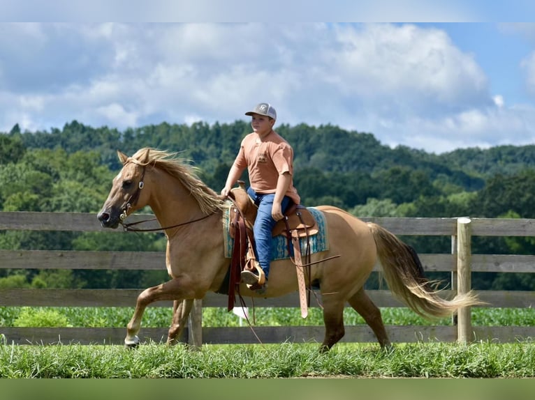 Quarter horse américain Hongre 14 Ans 152 cm Palomino in Crab Orchard, KY