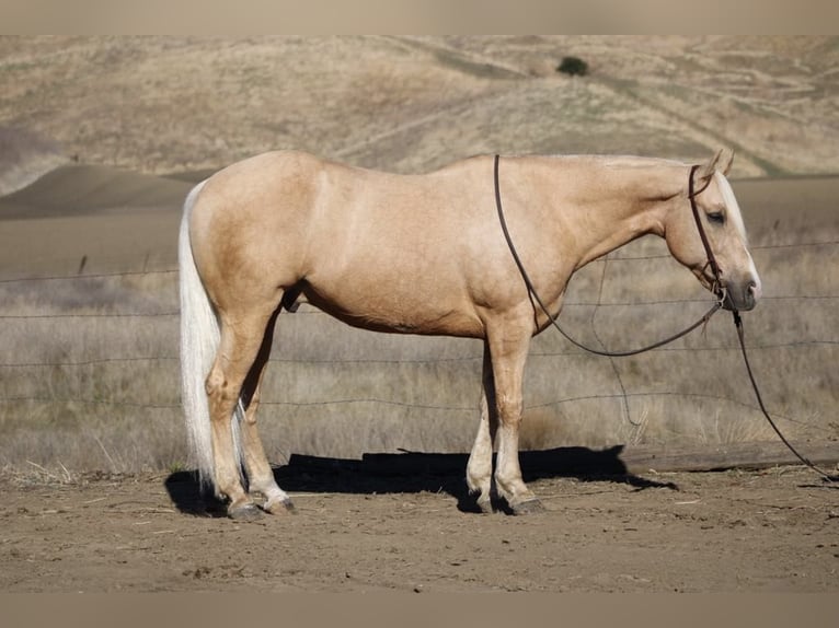 Quarter horse américain Hongre 14 Ans 152 cm Palomino in Paicines CA