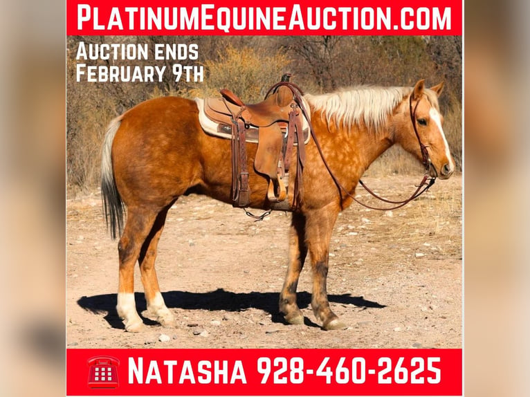 Quarter horse américain Hongre 14 Ans 152 cm Palomino in Camp Verde AZ