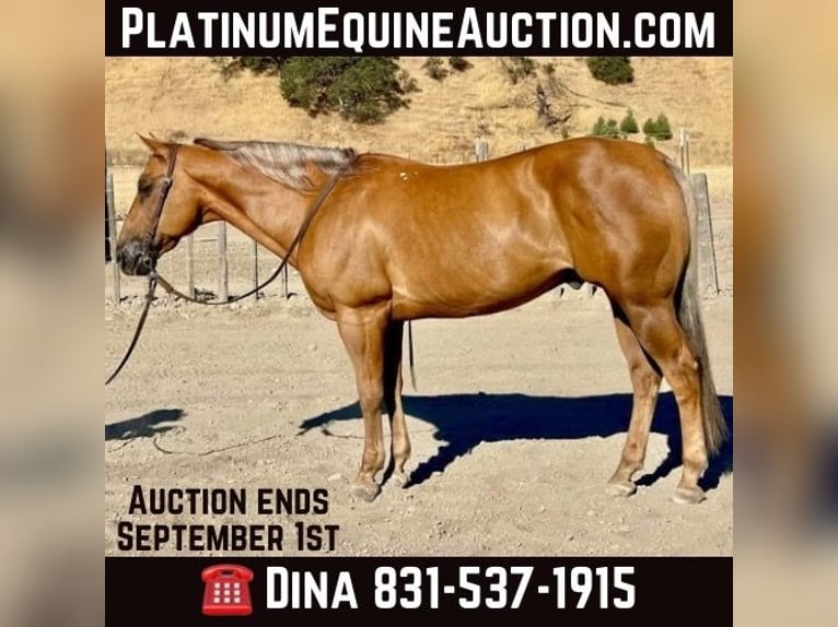 Quarter horse américain Hongre 14 Ans 152 cm Palomino in Paicines CA