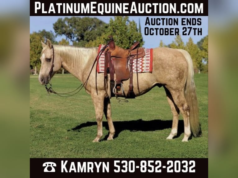 Quarter horse américain Hongre 14 Ans 152 cm Palomino in Pleasant Grove CA