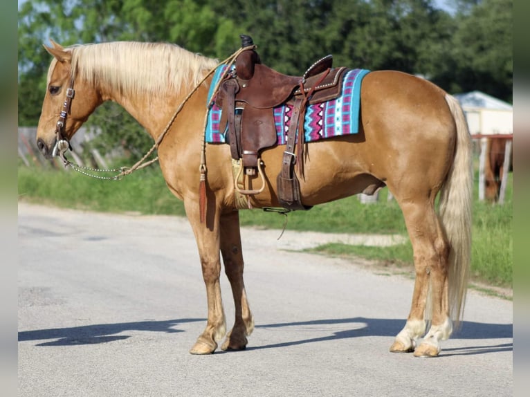 Quarter horse américain Hongre 14 Ans 152 cm Palomino in Stephenville TX