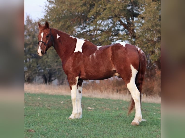 Quarter horse américain Hongre 14 Ans 152 cm Pinto in Stephenville