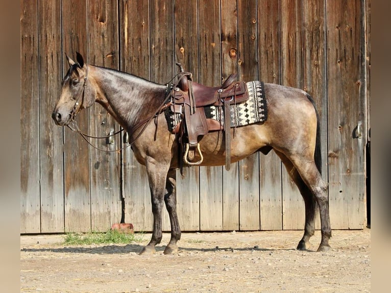 Quarter horse américain Croisé Hongre 14 Ans 152 cm in Beaver Springs, PA