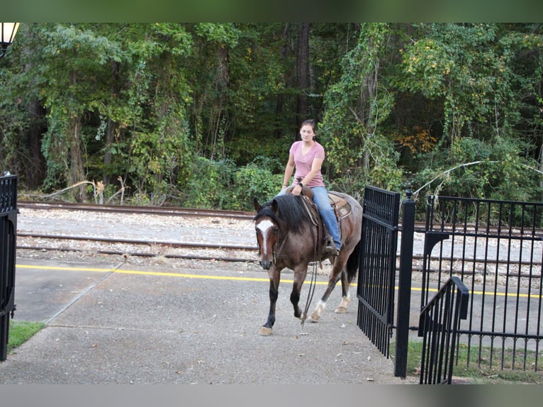 Quarter horse américain Hongre 14 Ans 152 cm Roan-Bay in Rusk TX