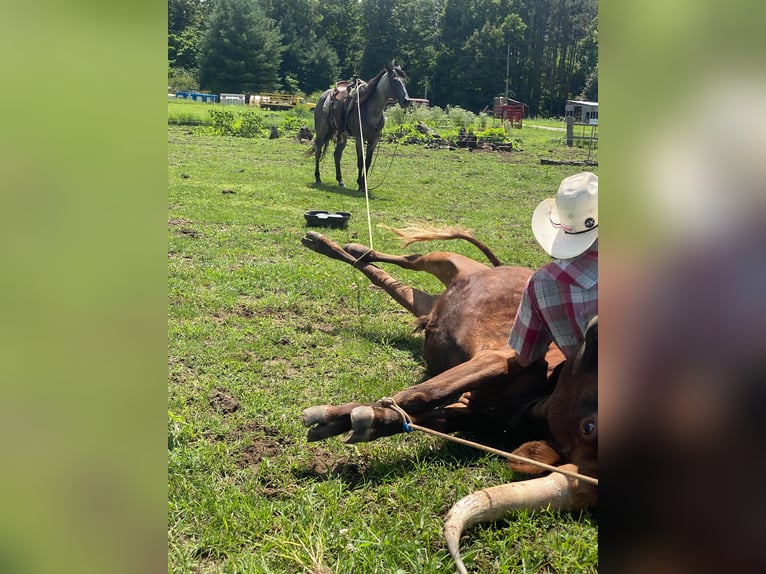 Quarter horse américain Hongre 14 Ans 152 cm Rouan Bleu in North Judson IN